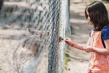 Little girl feeding cute deer in park