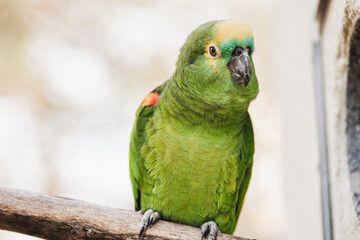 Adorable green parrots in zoo during summer day