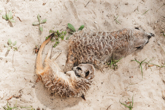 Meerkats sleeping on sandy land in countryside