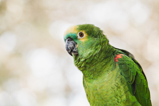 Adorable green parrots in zoo during summer day