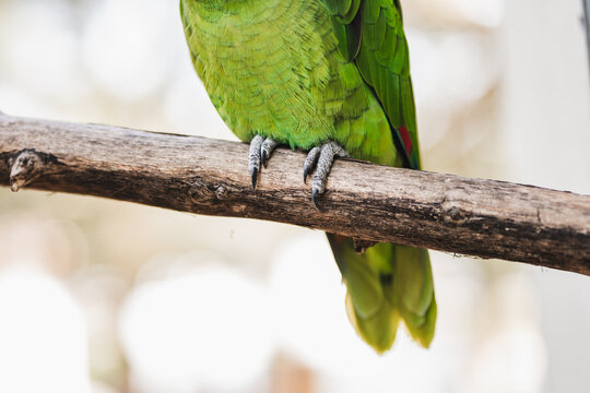 Crop adorable green parrots in zoo during summer day