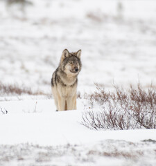 Grey Wolf in the Arctic