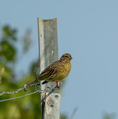 oiseau migrateur sur le fil, serein cini