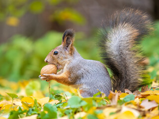 Autumn squirrel with nut sits on green grass with fallen yellow leaves