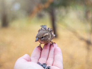 Sparrow eats seeds from a man's hand