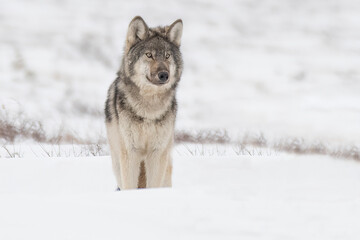 Grey Wolf in the Arctic