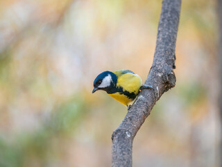 Cute bird Great tit, songbird sitting on the branch with blured background