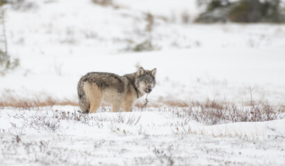 Grey Wolf in the Arctic