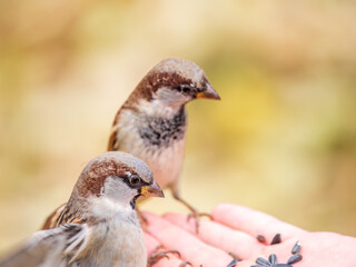 Sparrow eats seeds from a man's hand