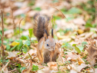 Autumn squirrel with nut sits on green grass with fallen yellow leaves
