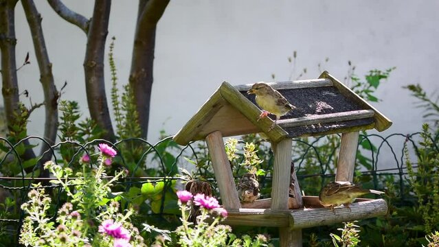 Garden birds flying to wooden bird feeder house for food