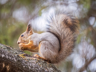 The squirrel with nut sits on tree in the autumn. Eurasian red squirrel, Sciurus vulgaris.