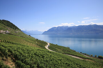 Aerial drone view of beautiful landscape of vineyards and Lake Geneva, Montreux, Switzerland
