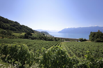 Fototapeta na wymiar Aerial drone view of beautiful landscape of vineyards and Lake Geneva, Montreux, Switzerland