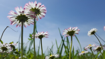 A colorful array of wildflowers peeking through the lush green grass, swaying gently in the breeze..