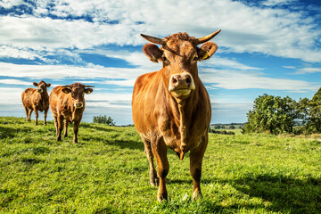 Bavarian cows in the field