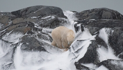 Naklejka premium Polar bear on cliff