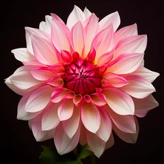Foto op Canvas Isolated Dalia Flower: Capturing the Macro Beauty of Floral Decoration and Organic Flora in Closeup © AIGen