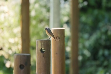 A small bird stands on a wooden post with a blurred background