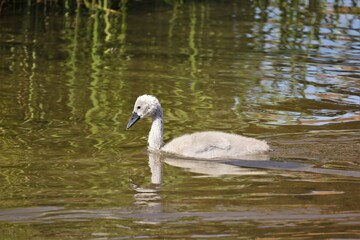 A lonely young swan swims on reflecting water