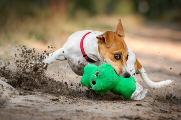 Szczeniak jack russel terrier łapie zabawkę, akcja dynamika - obrazy, fototapety, plakaty