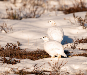 Rock Ptarmigan feeding