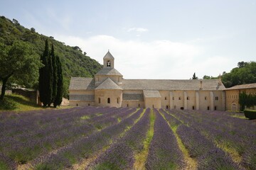 Abbey of Senanque and beautiful lavender in Provence, Southern France