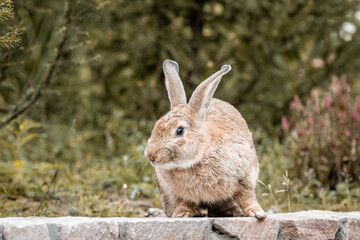 A female European rabbit sits on the stone ground and looks into a camera. Close-up portrait of a cute brown rabbit on a summer morning.	
