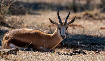 A springbok lying down.  Mokala National Park, South Africa.