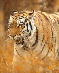 Tiger's Kingdom: A Regal Presence in the Amber Grasslands