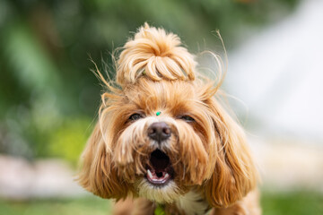 brown Yorkshire terrier chocolate color