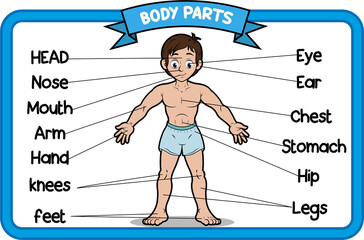 Afiche educativo para colegio donde se ve a un hombre y las diferentes partes del cuerpo.