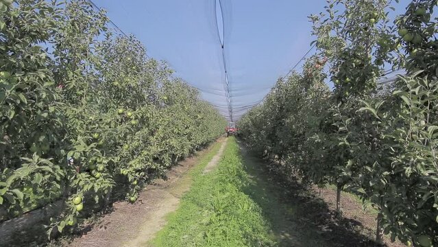 Golden Delicious Apple Orchard Scene in Nasice, Croatia