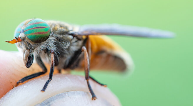 Close Encounter: Capturing an Insect's Bite on Human Skin