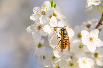 Macro Marvel: A Wasp Perched on the White Blossom of a Tree