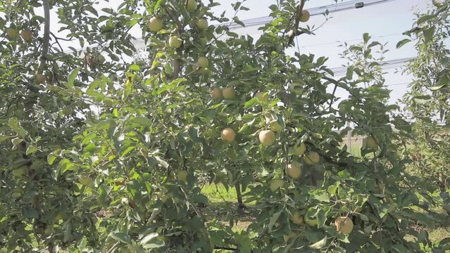 Golden Delicious Apple Orchard in Nasice, Croatia