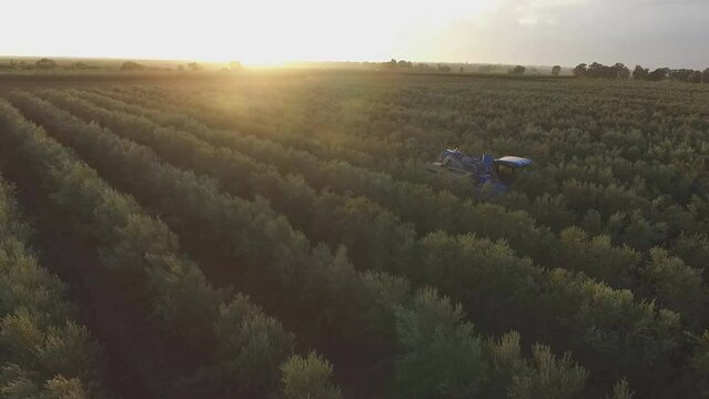 the machine collects the harvest on an olive plantation (aerial photography)