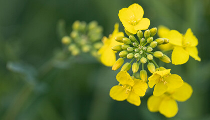 Blossoming Beauty: Rapeseed in Exquisite Macro Detail - obrazy, fototapety, plakaty