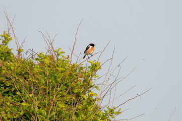 European Stonechat (Saxicola rubicola) male perched on a twig in top of a bush