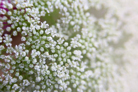 White small ammi majus flowers in a bouquet. Plants for making bouquets. Floristics. Floral background.