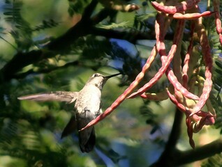 Hummingbird Resting on Tree Limb