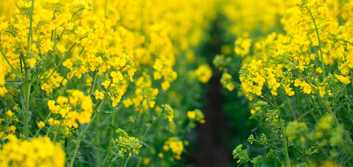 Obraz premium Golden Horizons: The Stunning Beauty of Rapeseed Fields