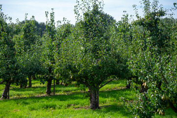 Green organic orchards with rows of Conference  pear trees with ripening fruits in Betuwe, Gelderland, Netherlands