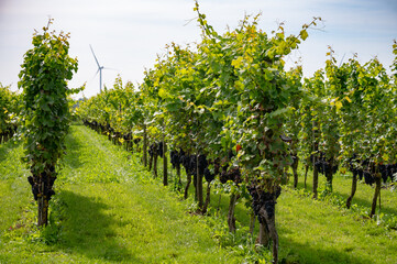 Fototapeta na wymiar Wine making in Netherlands, ripe black red wine grape ready for harvest on Dutch vineyards in Betuwe, Gelderland