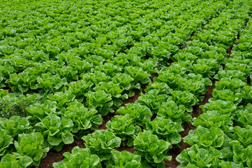 Farm field with rows of young fresh green romaine lettuce plants growing outside under italian sun, agriculture in Italy.