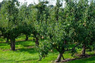 Fototapeta na wymiar Green organic orchards with rows of Conference pear trees with ripening fruits in Betuwe, Gelderland, Netherlands