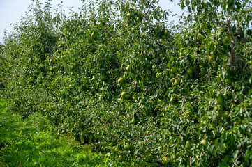 Fototapeta na wymiar Green organic orchards with rows of Concorde pear trees with ripening fruits in Betuwe, Gelderland, Netherlands