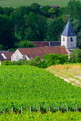 Hills with vineyards and church in Urville, champagne vineyards in Cote des Bar, Aube, south of Champange, France