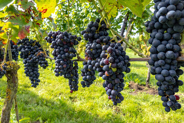 Wine making in Netherlands, ripe black red wine grape ready for harvest on Dutch vineyards in...