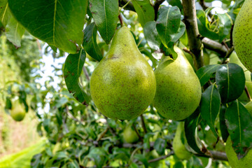 Green organic orchards with rows of Concorde pear trees with ripening fruits in Betuwe, Gelderland, Netherlands